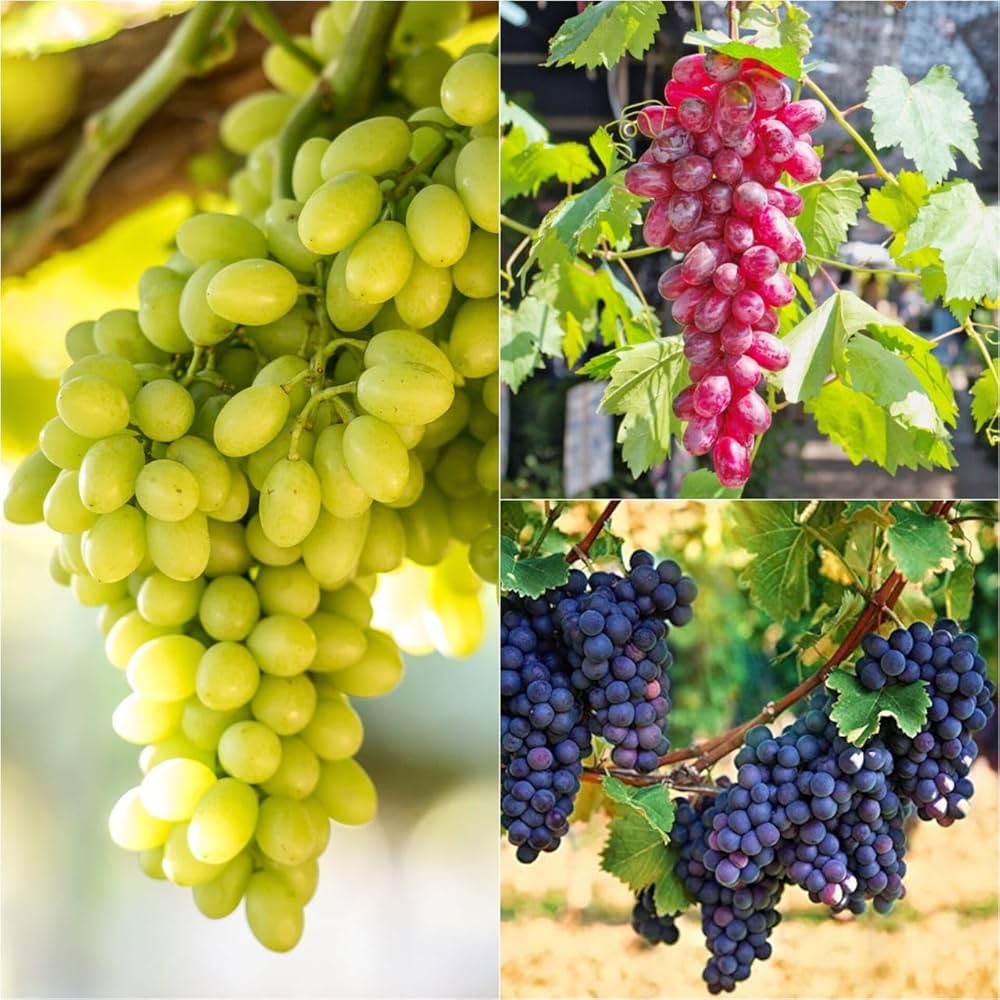 Mixed Grape Fruit Seeds for Planting – Heirloom Non-GMO Garden Seeds
