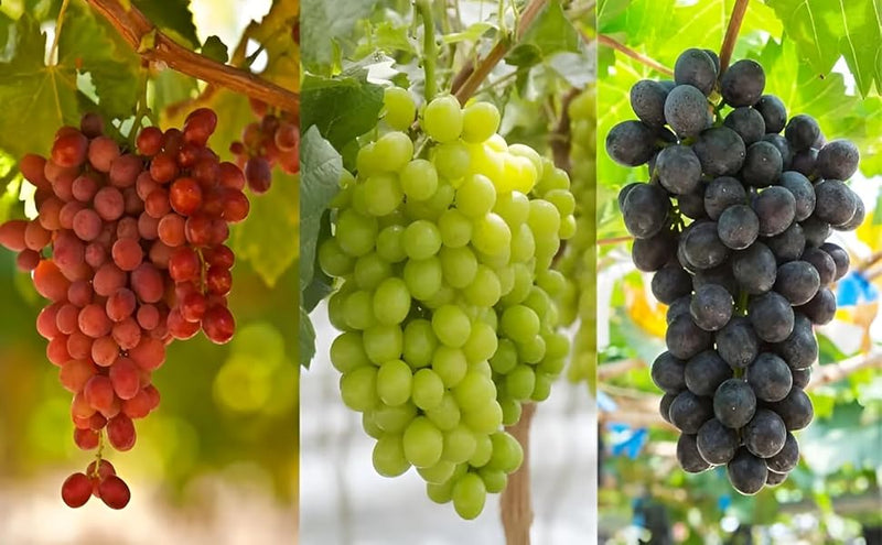Mixed Grape Fruit Seeds for Planting – Heirloom Non-GMO Garden Seeds