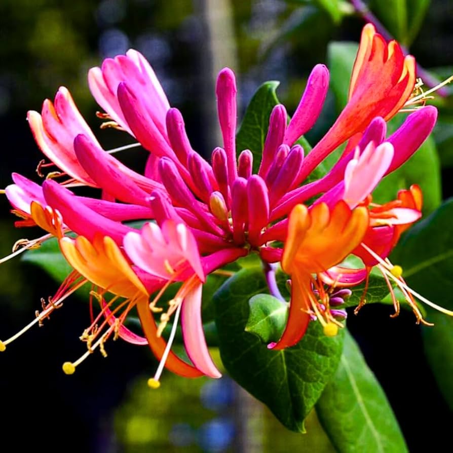 Honeysuckle Vine flower seeds
