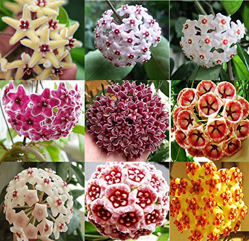 Hoya flower seeds