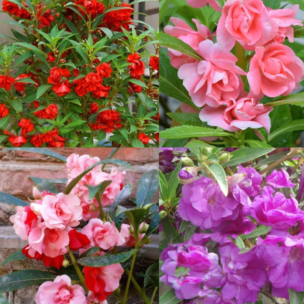 Impatiens Balsamina flower seeds