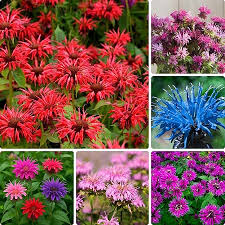 Mixed Monarda Didyma Bee Balm Flower Seeds for Planting
