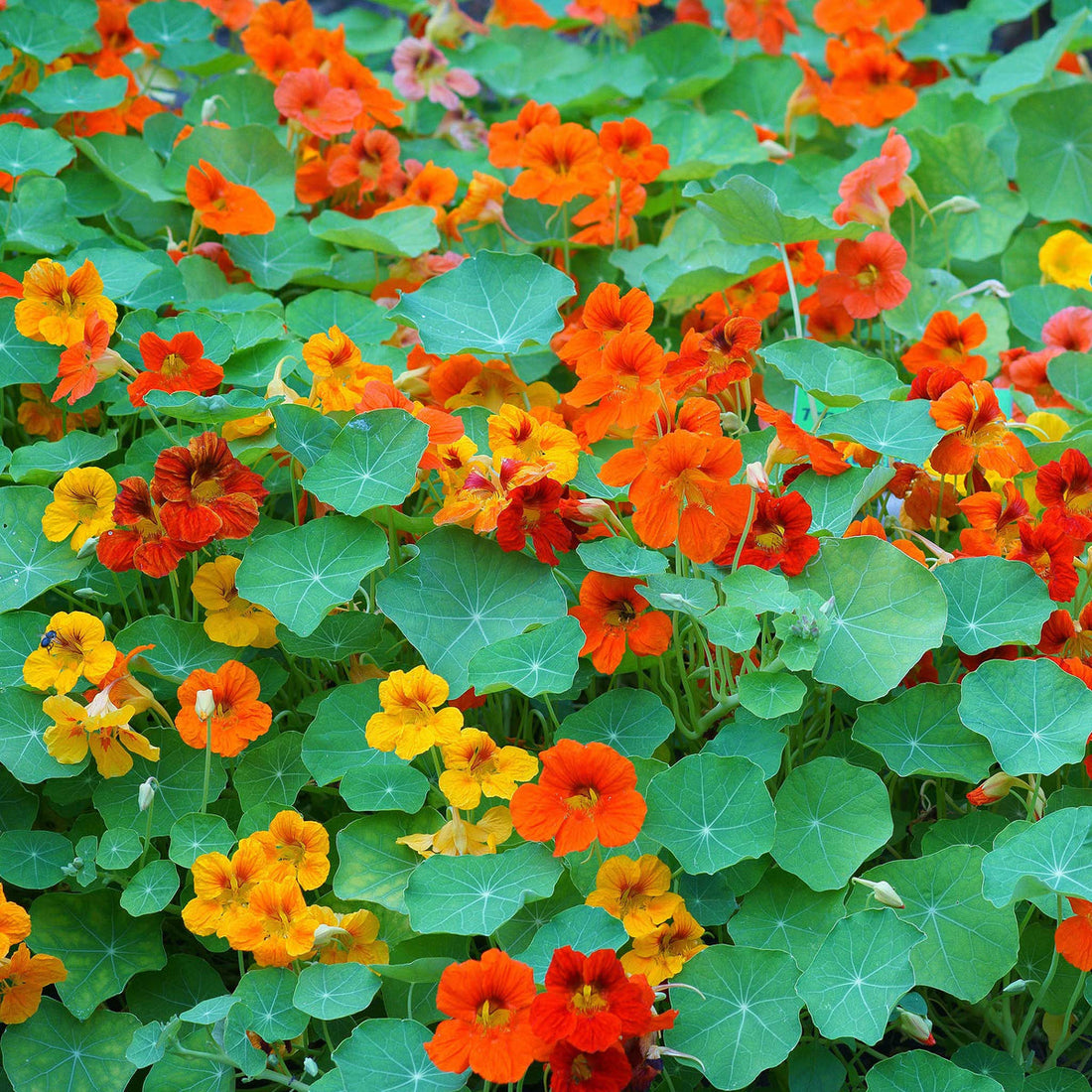 Mixed Color Nasturtium Flowers with Rounded Green Leaves