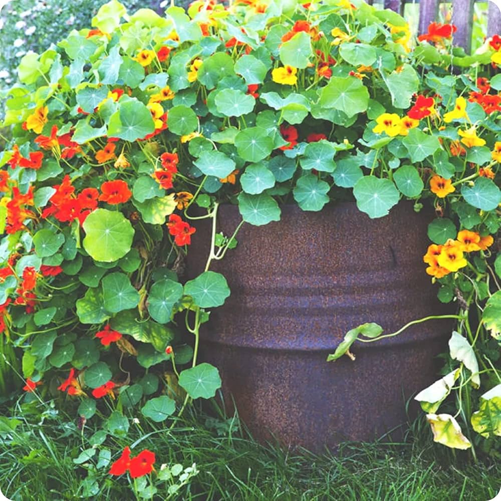 Mixed Color Nasturtium Flowers with Rounded Green Leaves