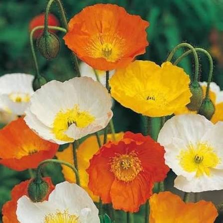 Mixed Poppies Growing in Cottage Garden