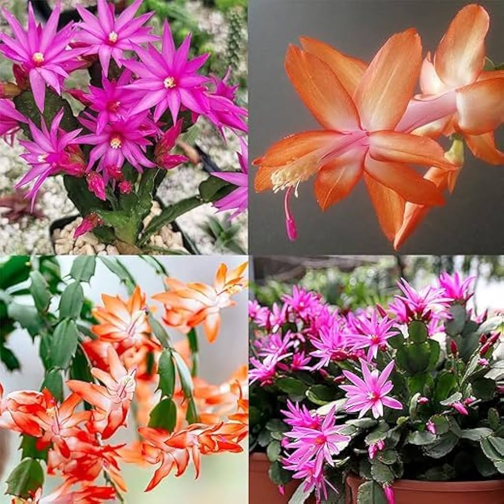 Schlumbergera flower seeds