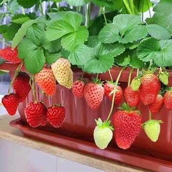 mixed strawberry seeds