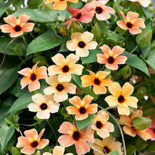 Color Thunbergia flower seeds