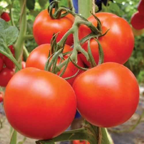 Mixed Tomato Seeds