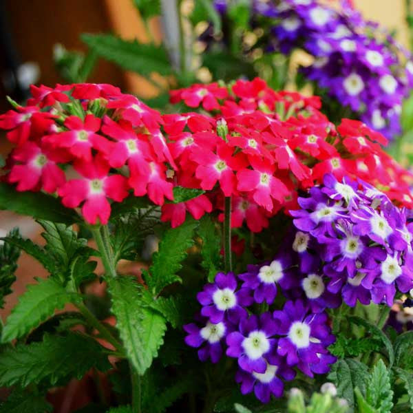 Verbena flower seeds