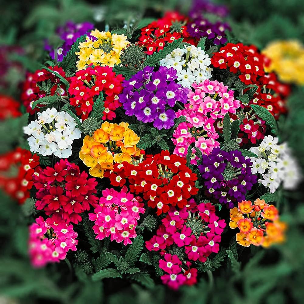 Color Verbena flower seeds