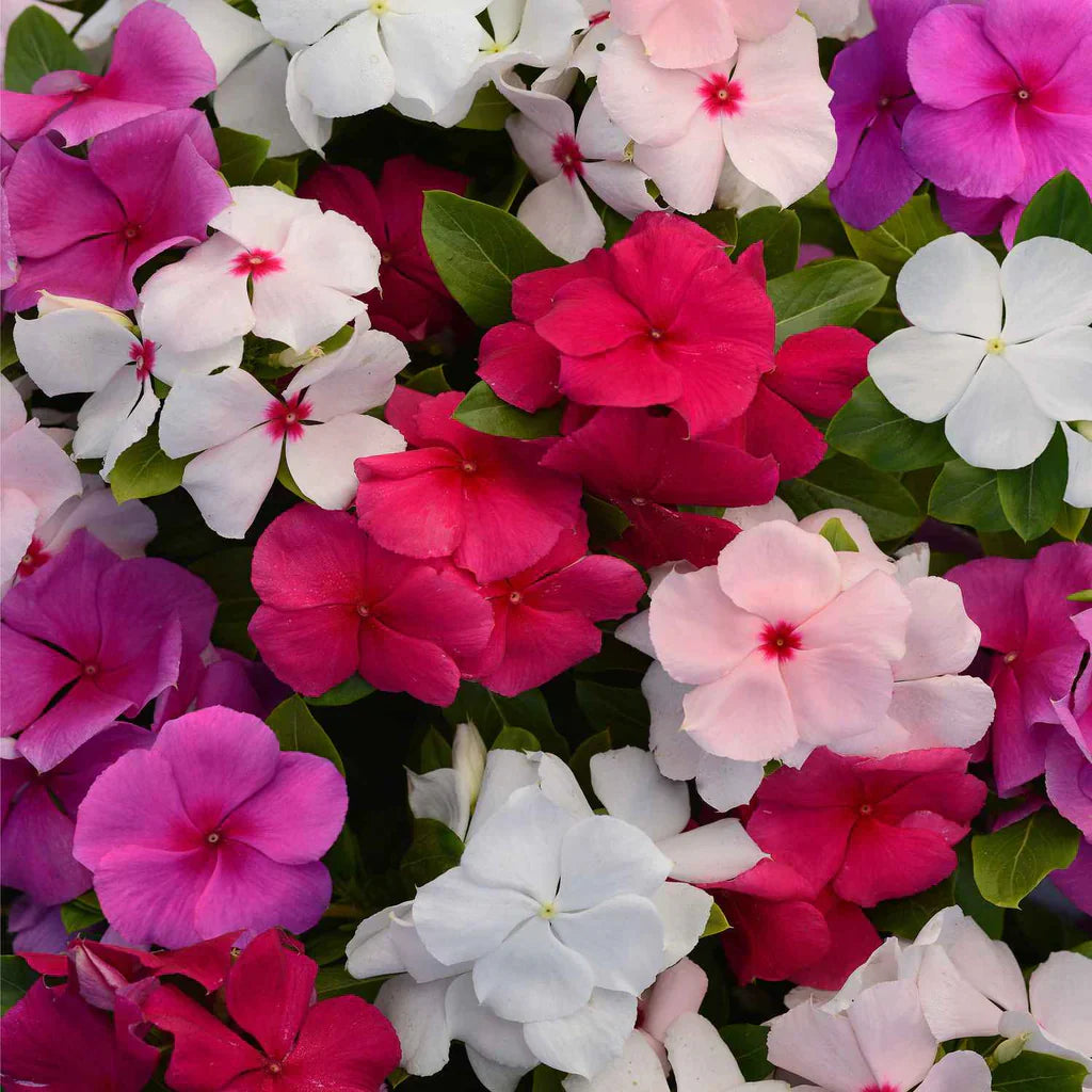 Vinca flower seeds