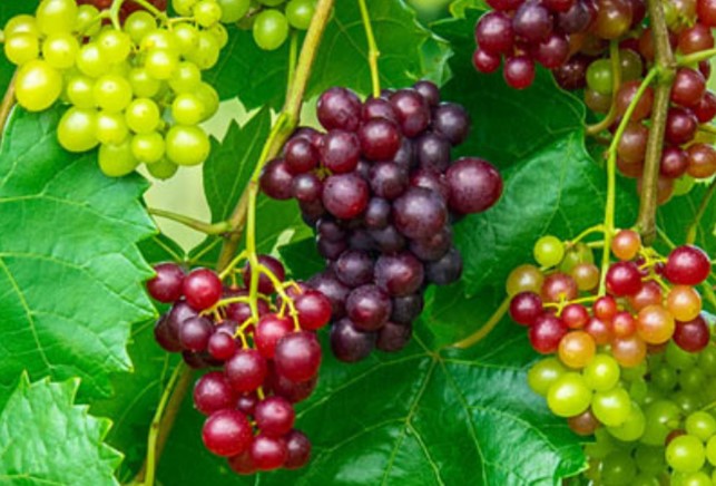Mixed Grape Fruit Seeds for Planting – Heirloom Non-GMO Garden Seeds