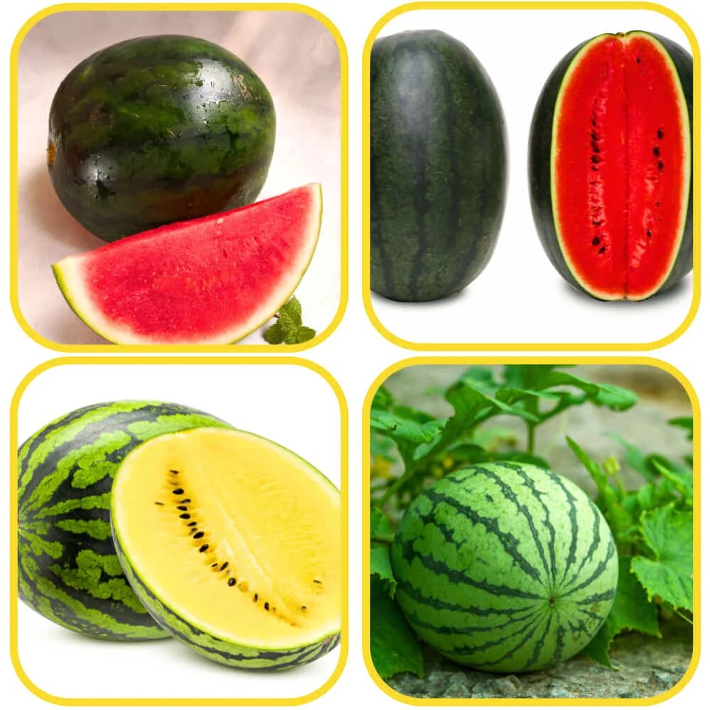 Mixed watermelon fruit seeds for planting and colorful watermelon varieties in a home garden