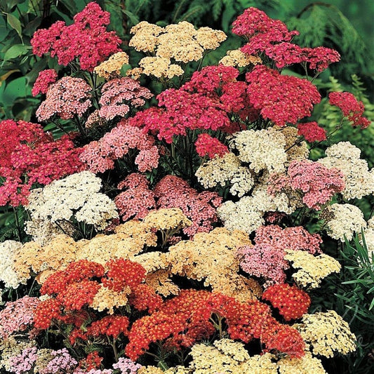 Mixed Summer Yarrow Flower Seeds for Planting – Heirloom Non-GMO Garden Seeds