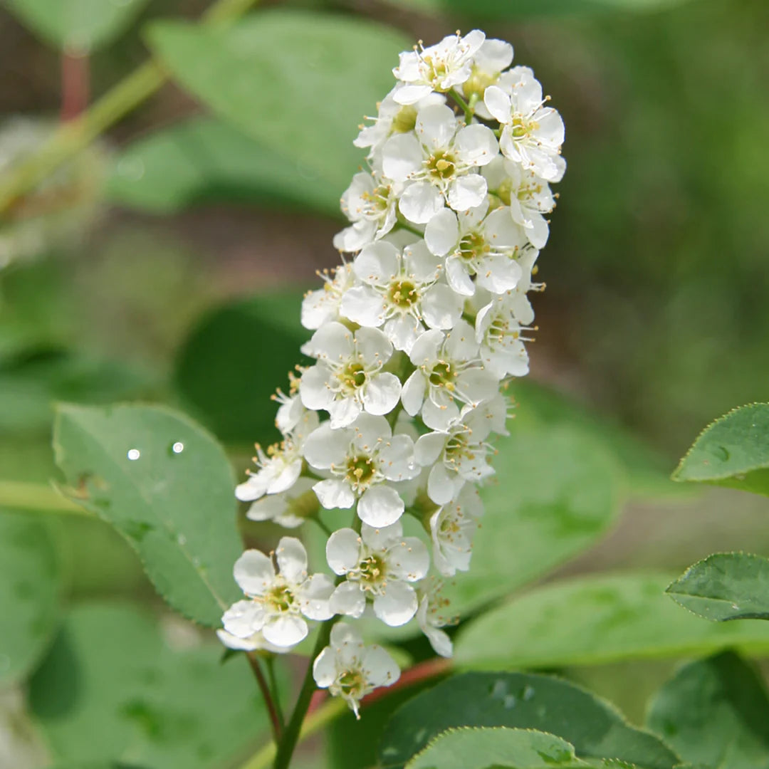 Verbena Chokecherry flower seeds