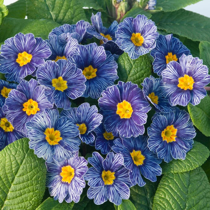 Blue Primrose flower seeds