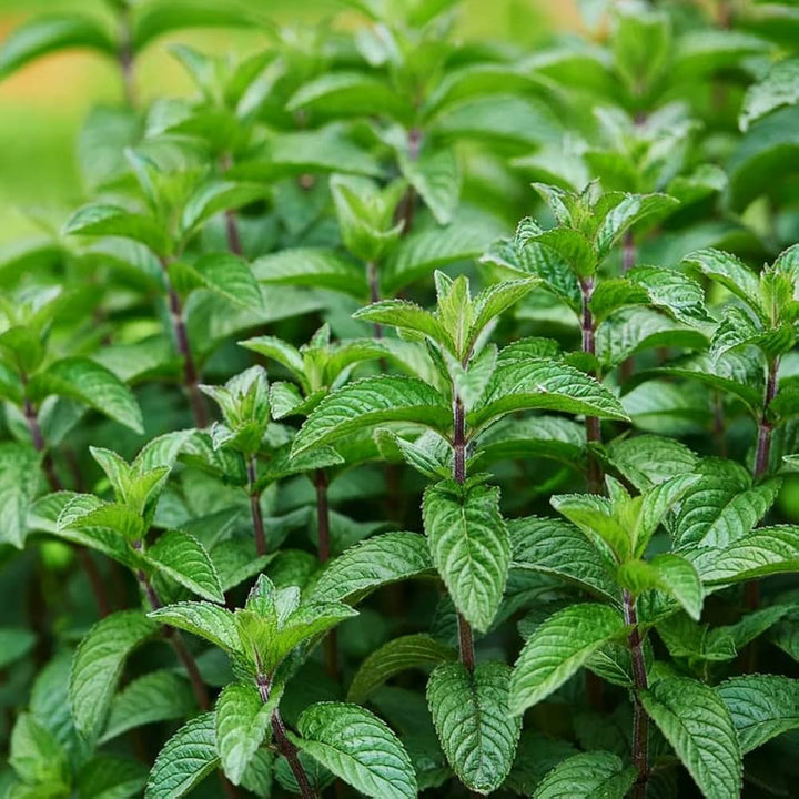 Mojito Mint Herb Seeds for Planting – Heirloom Non-GMO Garden Seeds