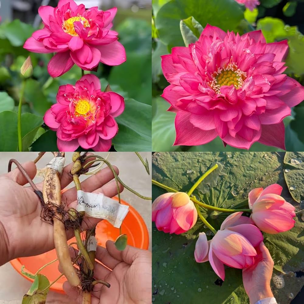 Momo Botan lotus with double pink flowers and rounded green leaves growing in a water garden