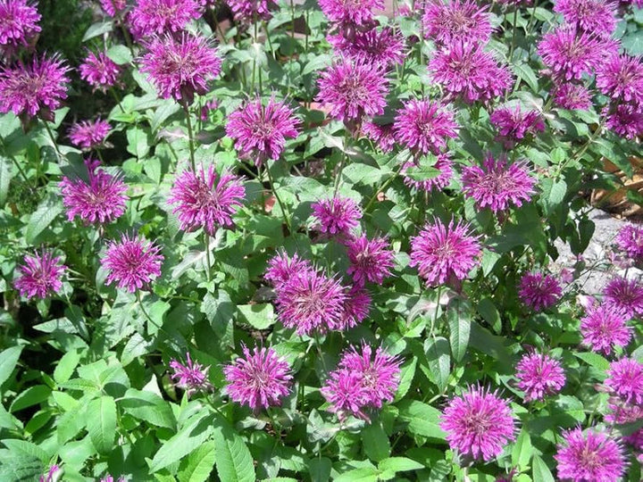 Lemon Mint Herb Seeds for Planting – Heirloom Non-GMO Garden Seeds