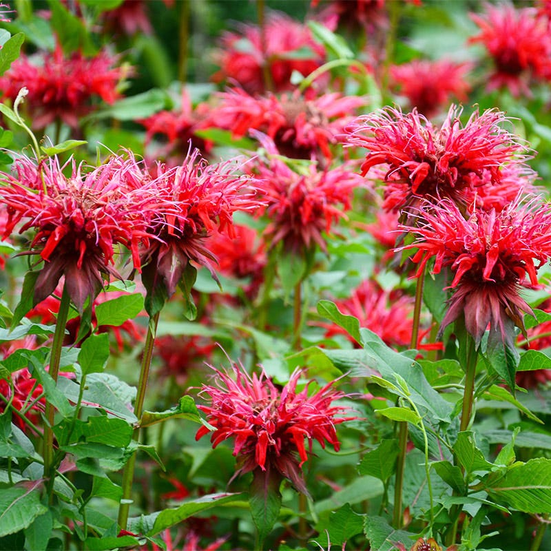 Red Monarda flower seeds