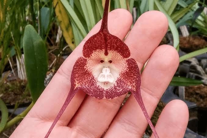Brown Monkey Orchid flower with distinctive monkey-face markings