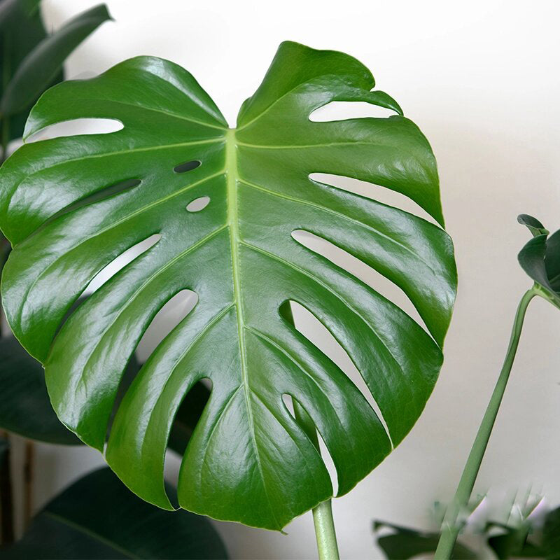 Swiss Cheese Plant Seeds for Planting – Monstera deliciosa tropical foliage