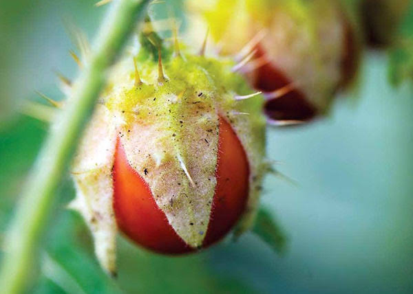 Litchi tomato plant with prickly green stems, pale flowers, and small round red ripe fruits growing in a sunny garden.