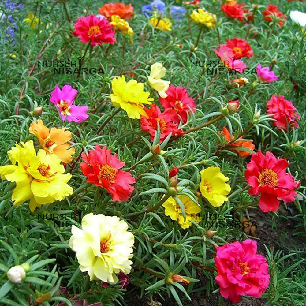 White Pink flower seeds