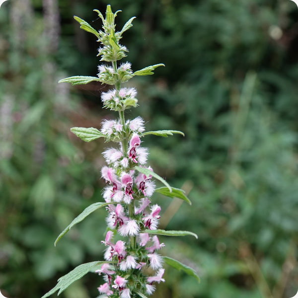 Motherwort Herb Seeds for Planting – Heirloom Non-GMO Garden Seeds