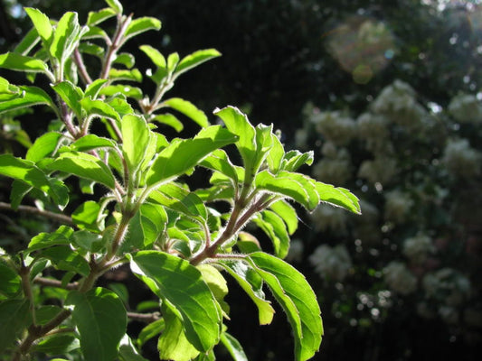 Mozzarella Basil Herb Seeds for Planting – Heirloom Non-GMO Garden Seeds