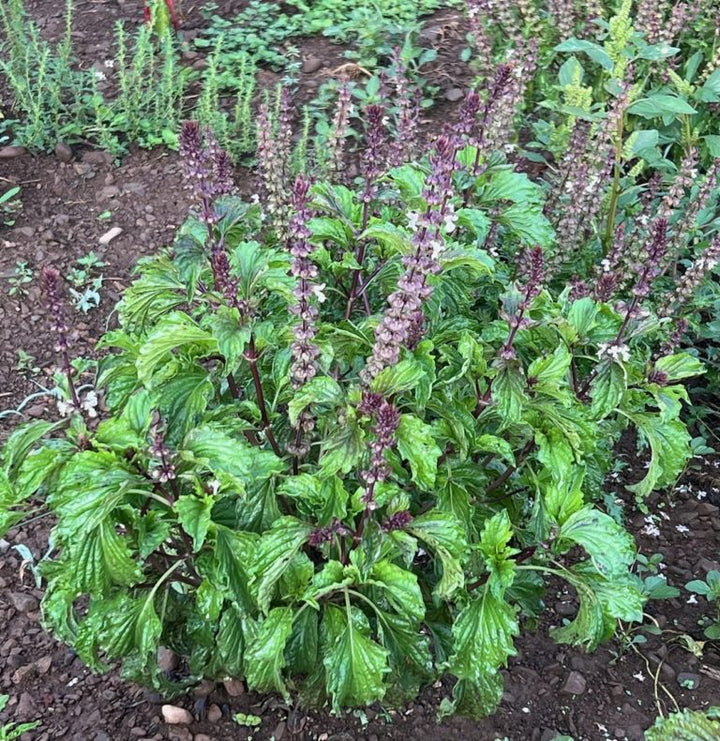 Mrihani Basil Herb Seeds for Planting – Heirloom Non-GMO Garden Seeds