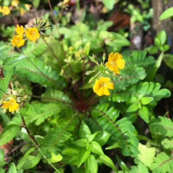 Biophytum flower seeds