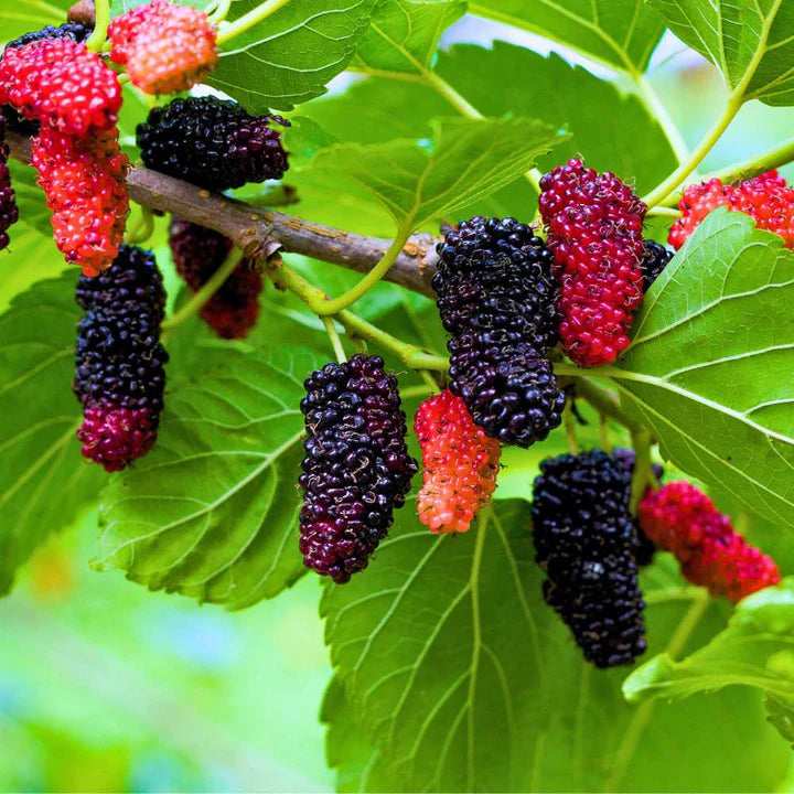 Mulberry Fruit Seeds for Planting – Heirloom Non-GMO Garden Seeds
