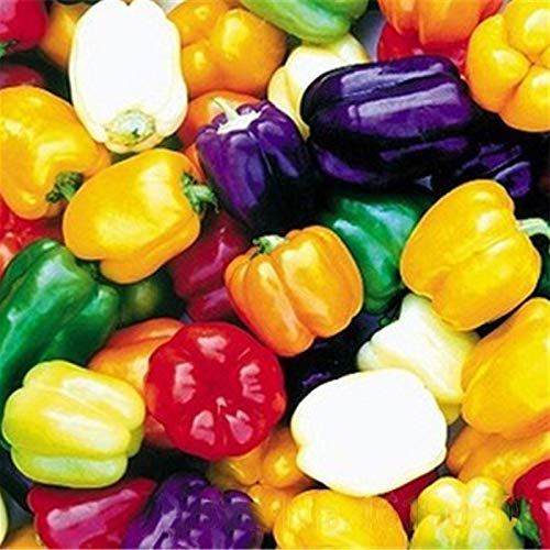 Mixed Color Pepper Seeds