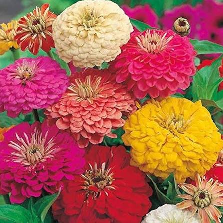 Multi Giant Aster Flower Seeds for Planting