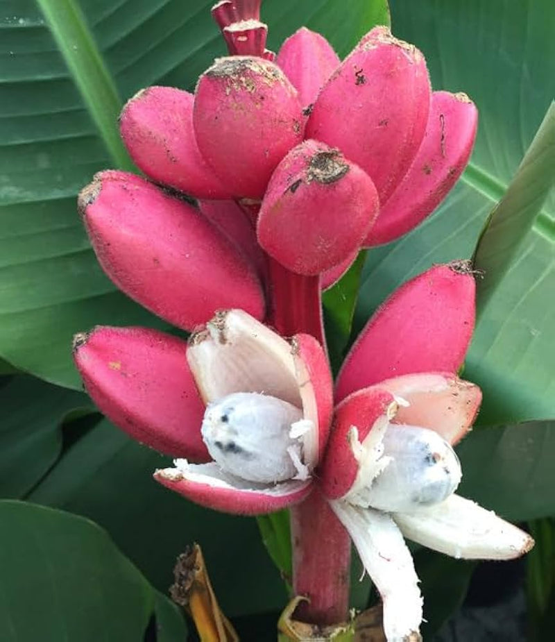 Musa Velutina Pink Banana Tree Seeds for Planting – Heirloom Ornamental Banana Seeds