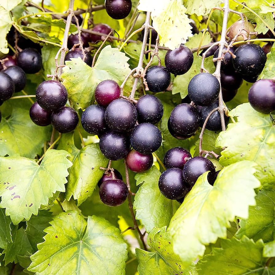 muscadine grape seeds