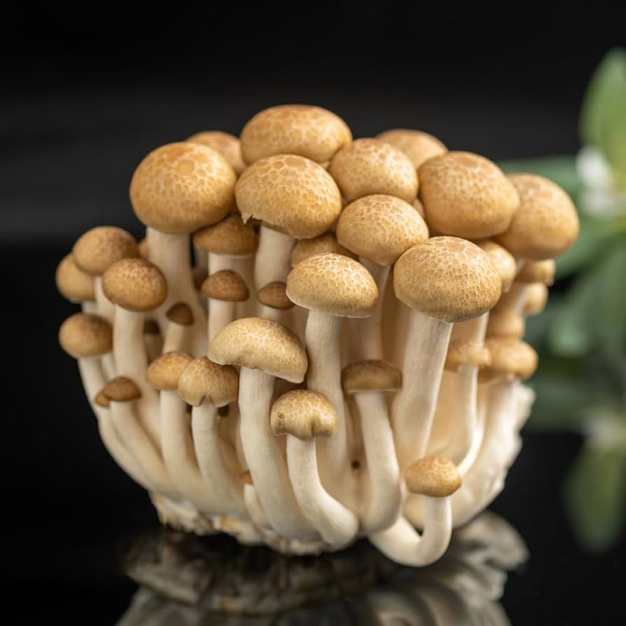 Mushroom Seeds