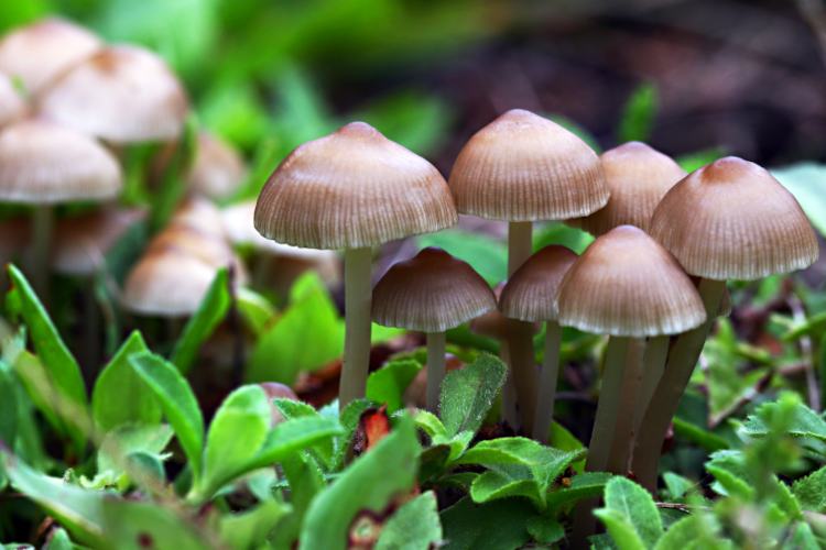 Mushroom Spores