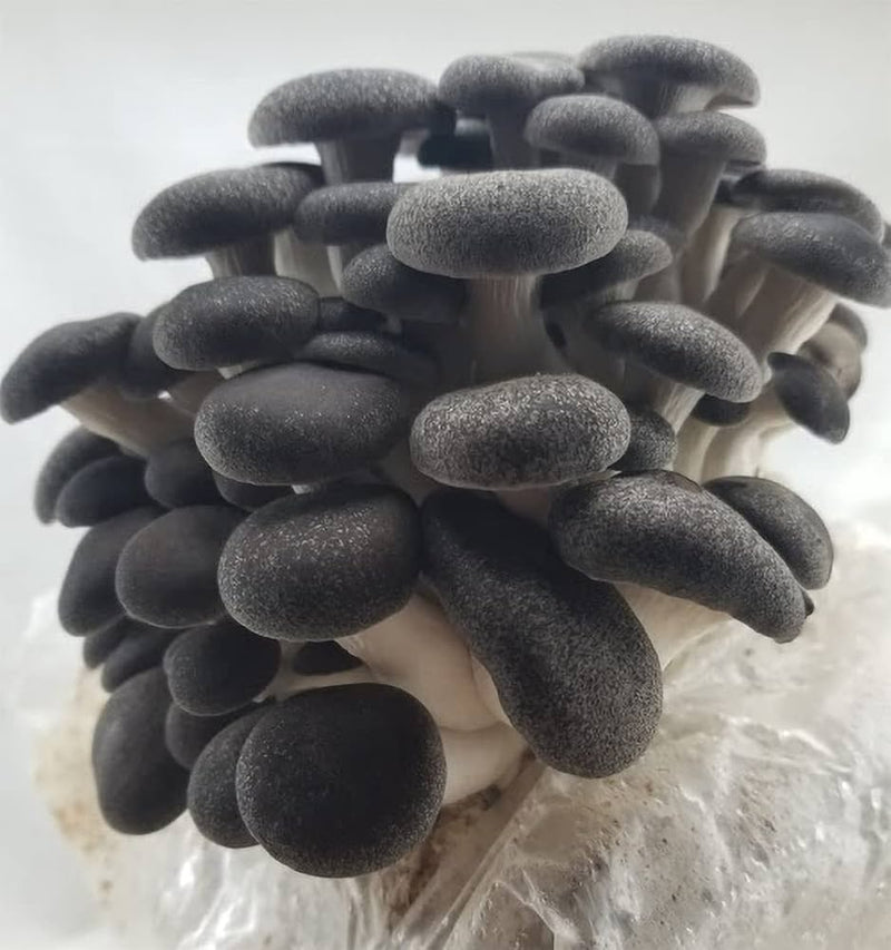 Black Mushroom Seeds for Planting – Heirloom Non-GMO Garden Seeds