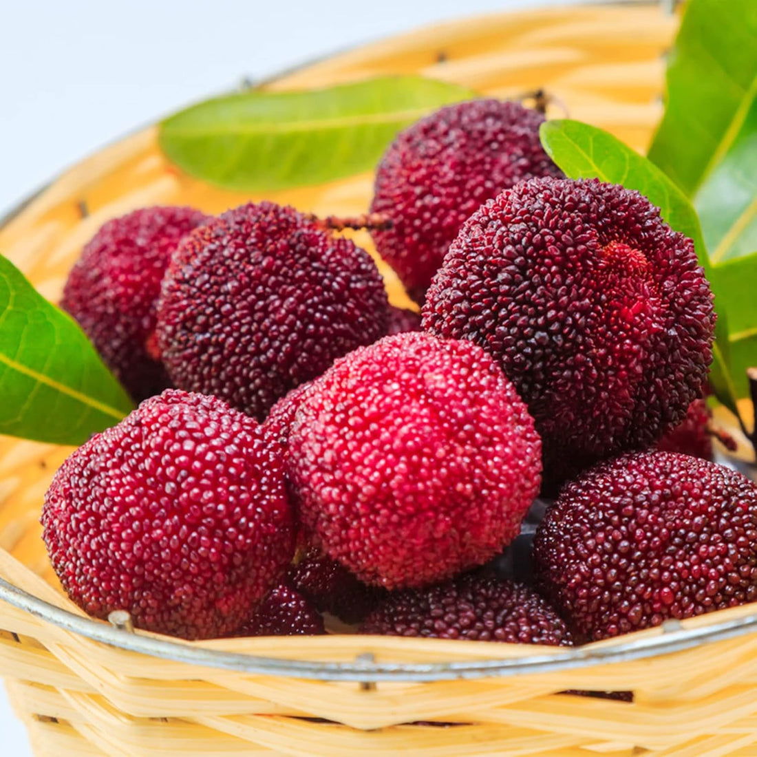bayberry fruit seeds