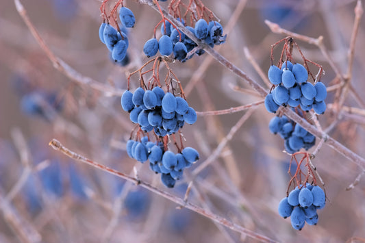 nannyberry seeds