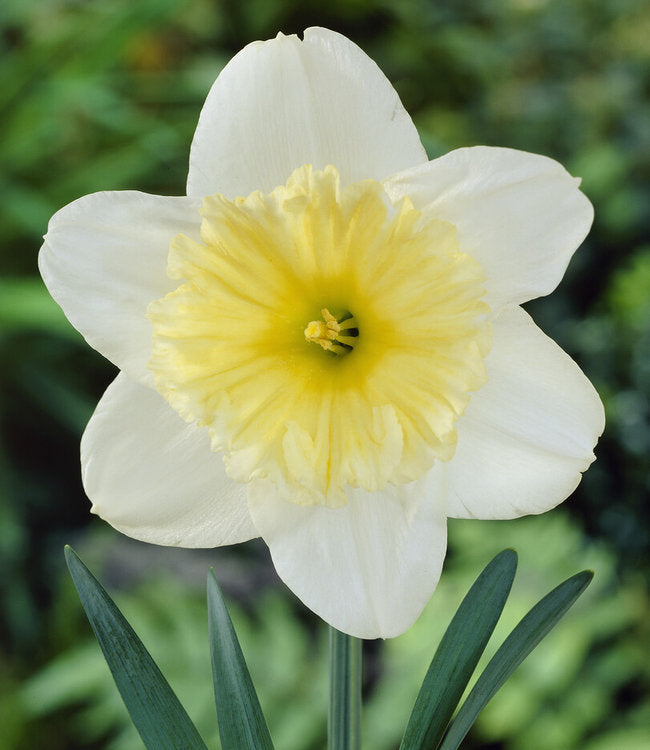 Cream Narcissus flower seeds