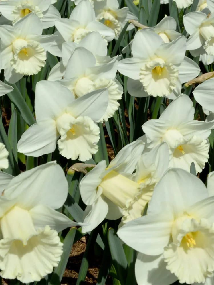 Green White flower seeds