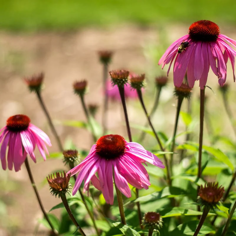 Narrow Leaf Echinacea Flower Seeds for Planting – Heirloom Non-GMO Garden Seeds