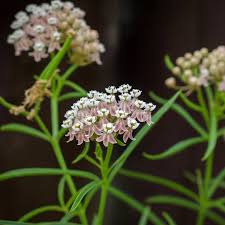 Narrow Leaf Milkweed Asclepias Fascicularis Seeds for Planting