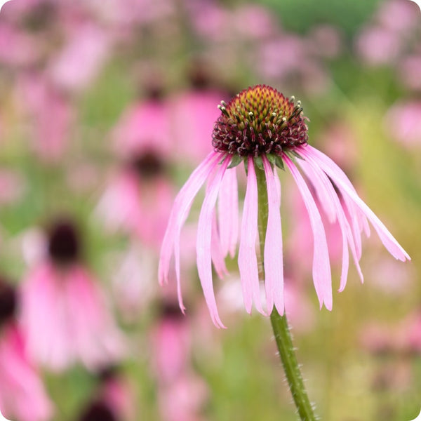 Narrowleaf Echinacea Flower Seeds for Planting – Heirloom Non-GMO Garden Seeds