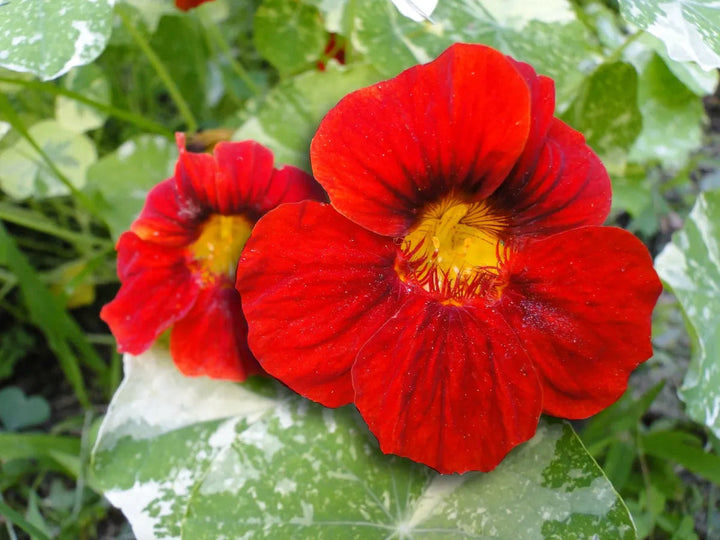 Red Nasturtium flower seeds