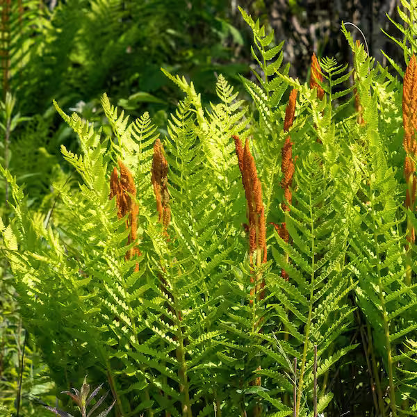 Cinnamon Fern flower seeds